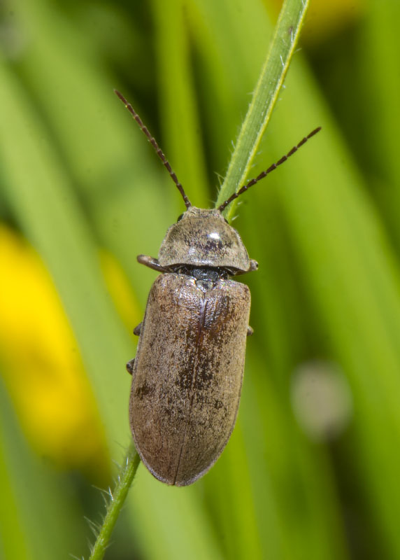 Dascillus cervinus (Dascillidae)